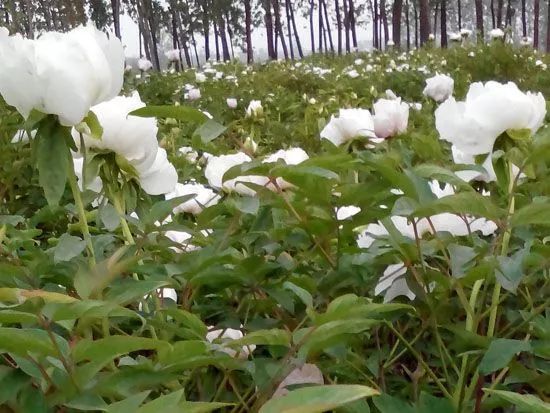 山西种蘑菇_山西种植致富菇_山西省蘑菇种植基地