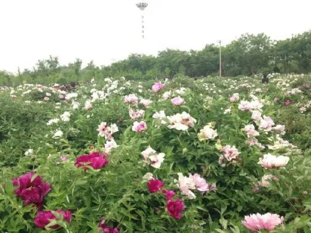 山西种植致富菇_山西种蘑菇_山西省蘑菇种植基地