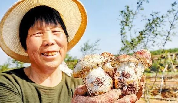 山西种蘑菇_山西省蘑菇种植基地_山西种植致富菇