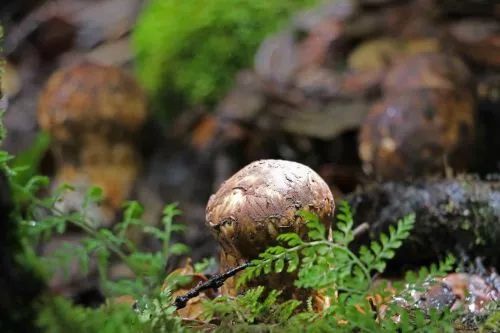 山西种植致富菇_山西省蘑菇种植基地_山西种蘑菇