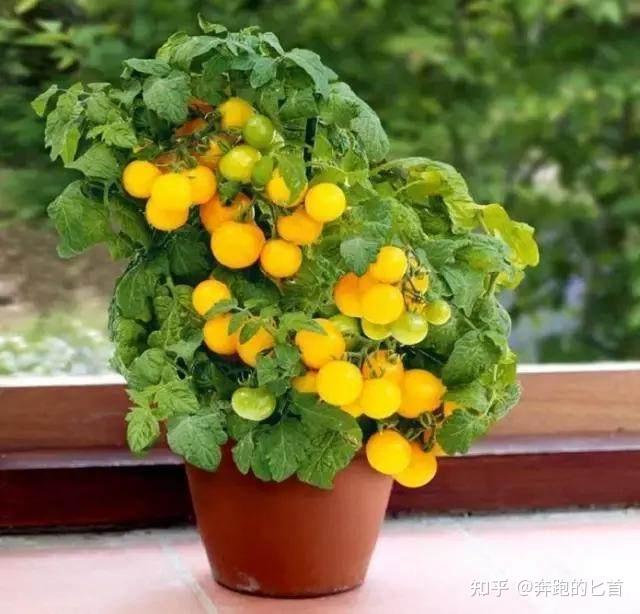 致富经香菜种植技术_致富香菜种植技术视频教程_致富经香菜种植