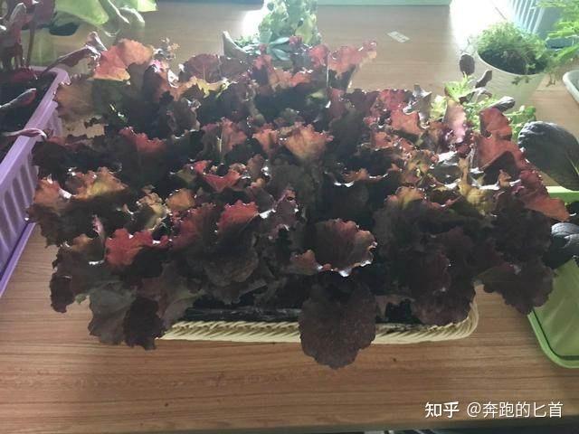 致富香菜种植技术视频教程_致富经香菜种植技术_致富经香菜种植