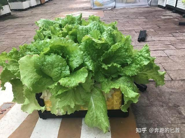 致富香菜种植技术视频教程_致富经香菜种植技术_致富经香菜种植