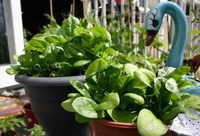 致富经香菜种植_致富经香菜种植技术_致富香菜种植技术视频教程