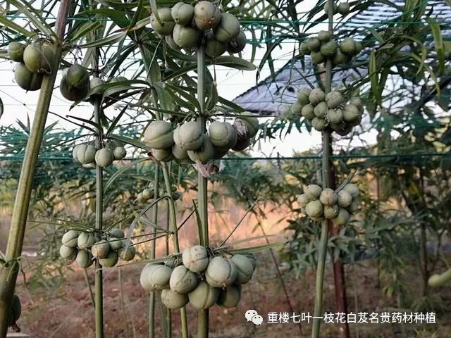 致富种植黄精_致富种植黄精_致富种植黄精