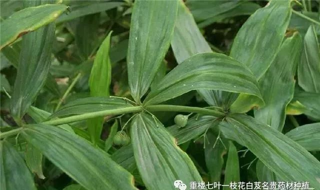 致富种植黄精_致富种植黄精_致富种植黄精