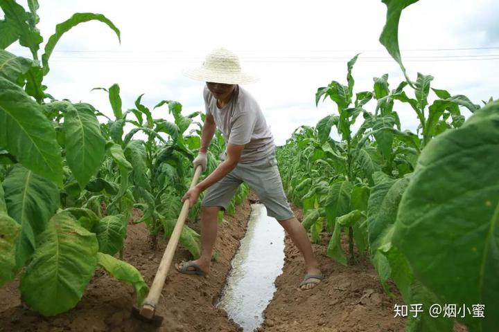 种植烟叶致富视频_烟叶种植技术视频_视频致富种植烟叶怎么做