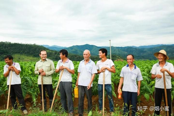 视频致富种植烟叶怎么做_烟叶种植技术视频_种植烟叶致富视频