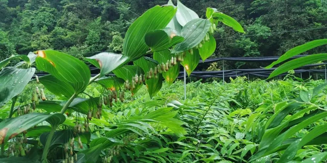 致富种植黄精_致富种植黄精_致富种植黄精