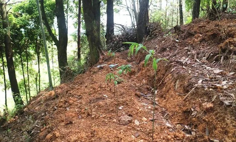 致富种植黄精_致富种植黄精_致富种植黄精