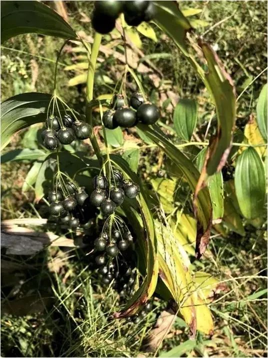 致富种植黄精_致富种植黄精_致富种植黄精