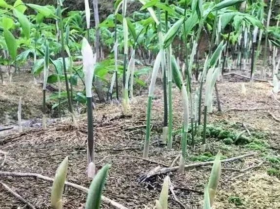 致富种植黄精_致富种植黄精_致富种植黄精