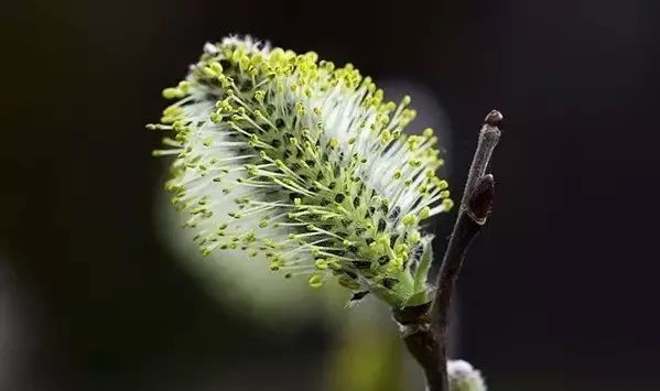 致富种植黄精_致富种植黄精_致富种植黄精