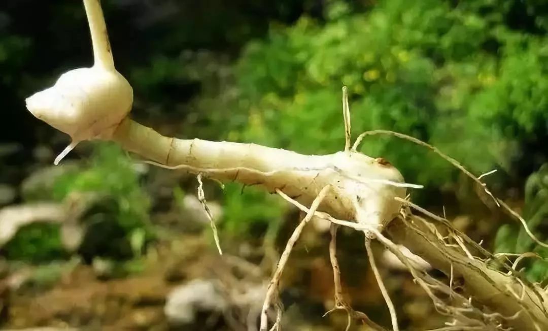 致富种植黄精_致富种植黄精_致富种植黄精