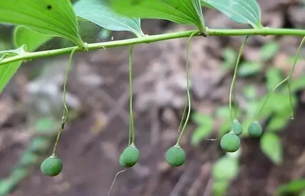 致富种植黄精_致富种植黄精_致富种植黄精