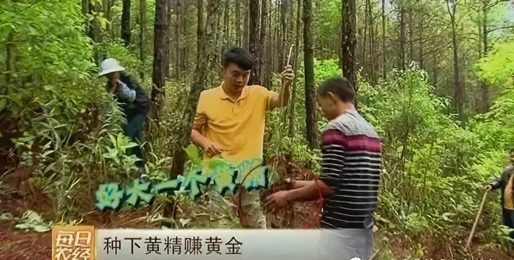 致富种植黄精_致富种植黄精_致富种植黄精