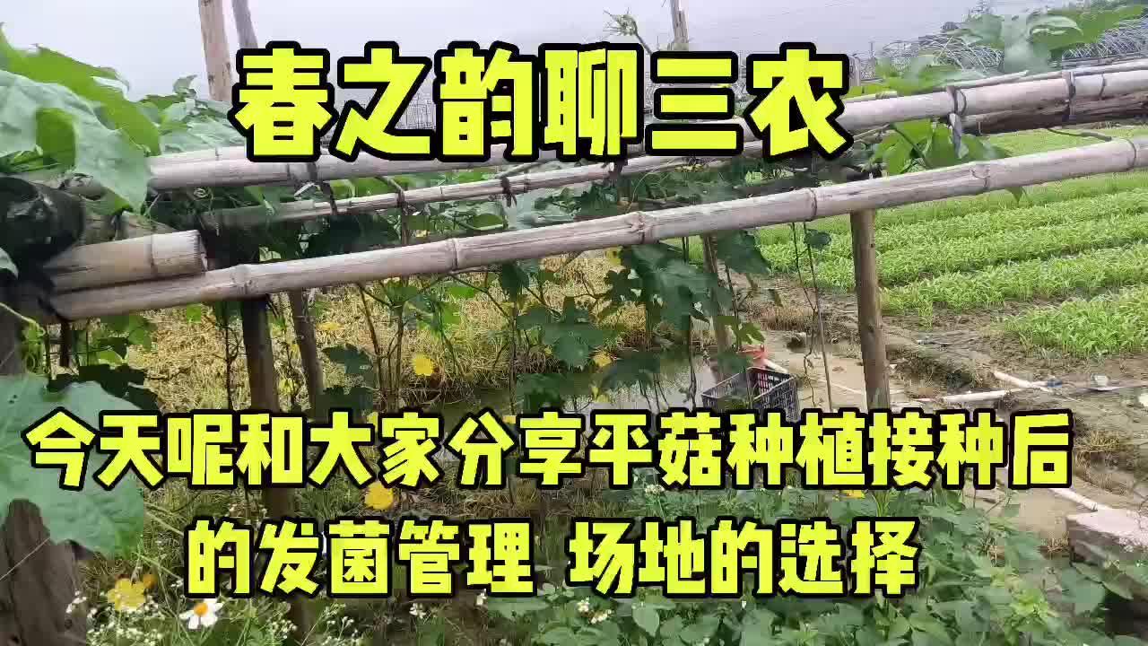 香菇食用菌养殖技术_香菇养殖食用菌技术要求_香菇食用菌的室内养殖技术