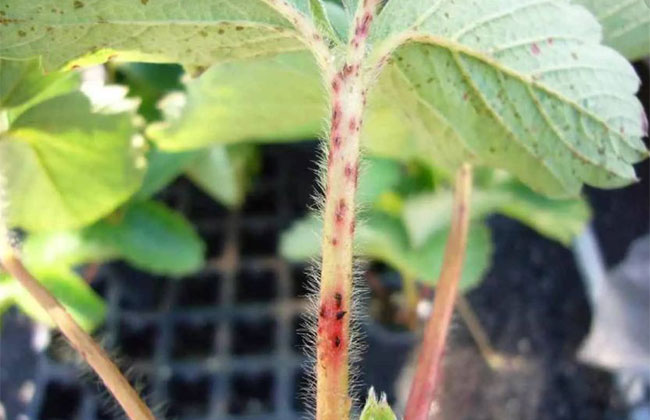 草莓苗什么时候种植?草莓苗种植技术方法