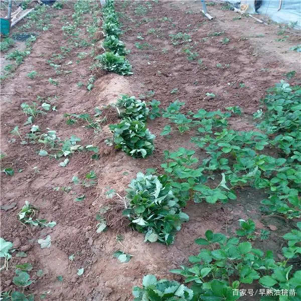 草莓苗种植技术_草莓苗种植技术要点_种植草莓苗的技术和管理