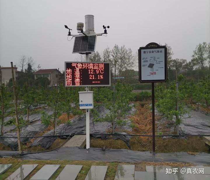 大棚水果种植技术_致富大棚水果种植视频_大棚水果种植致富