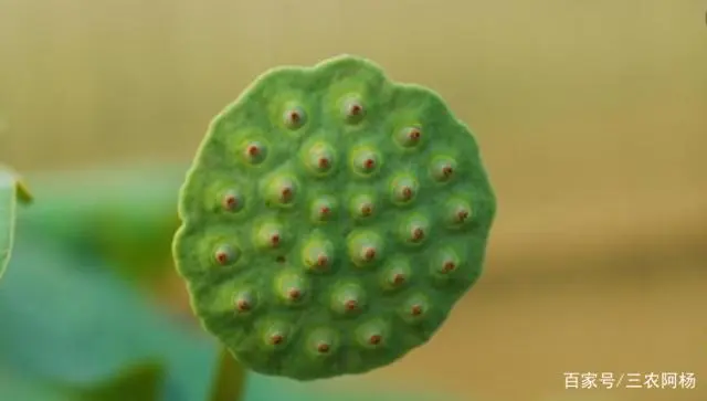 莲籽种植技术_籽莲的种植技术_籽莲种植技术视频