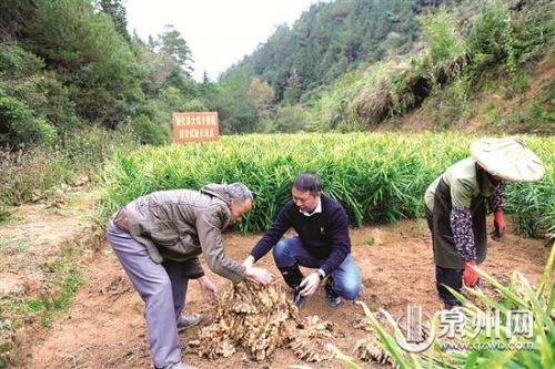 德化：生姜种植成了脱贫致富的好产业