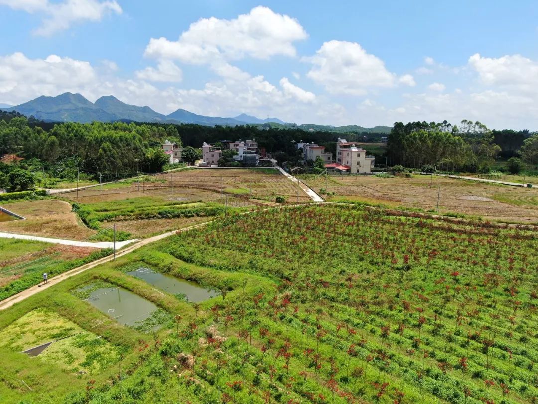 斗鱼养殖致富视频_致富经斗鱼养殖视频_视频致富养殖斗鱼是真是假