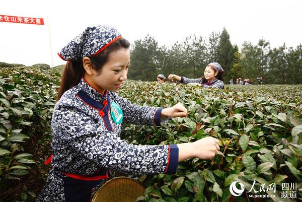 现场举行采茶比赛。（陈绍海 摄）