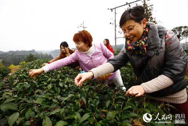 游客到茶园采茶。（陈绍海 摄）