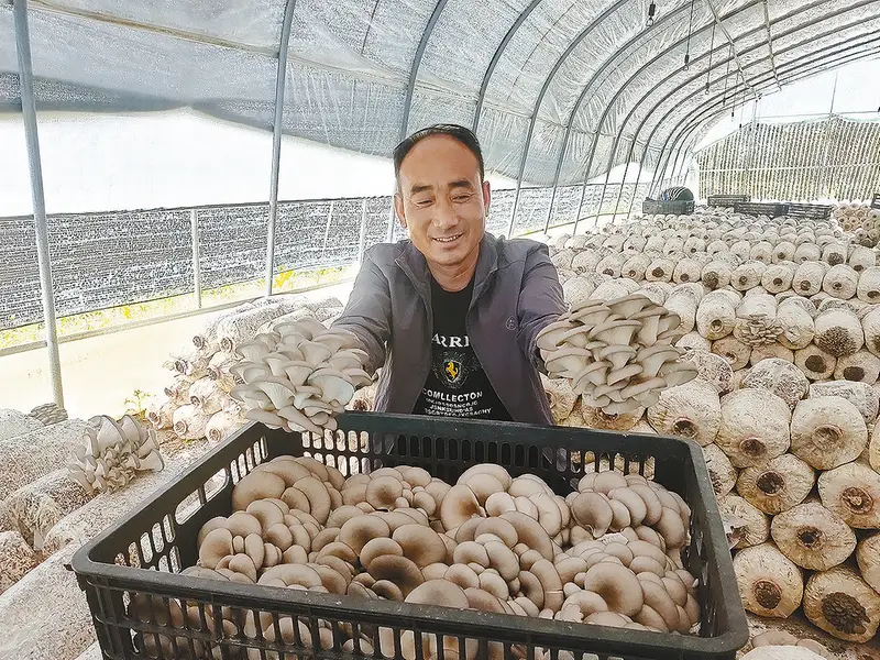 农村致富新项目种植业_农业致富种植项目_农业种植致富先机