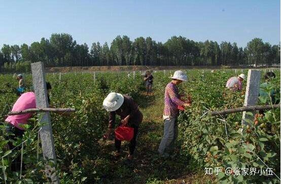 农民种植致富_致富经 农村种植_农民致富种植项目