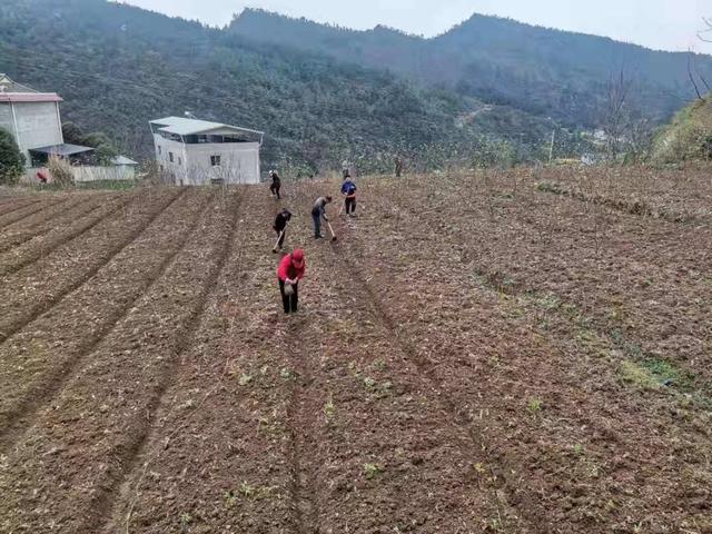 广元市利州区雪峰街道金山村：发展中药材种植 推动乡村产业振兴