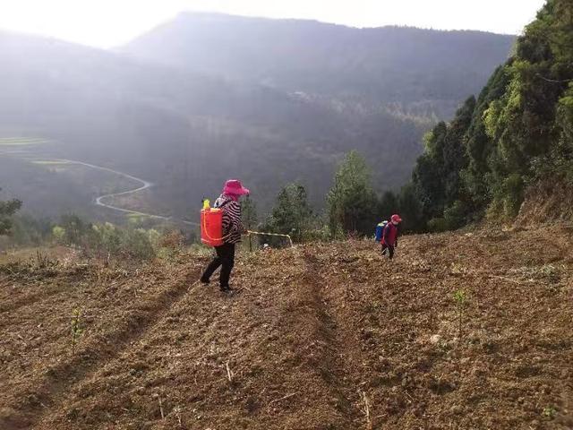 种植致富案例_广元种植致富_广元适合种植什么果树