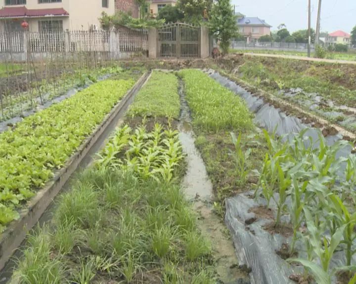 养牛种植致富视频_农业节目致富经养牛视频_养牛视频致富经