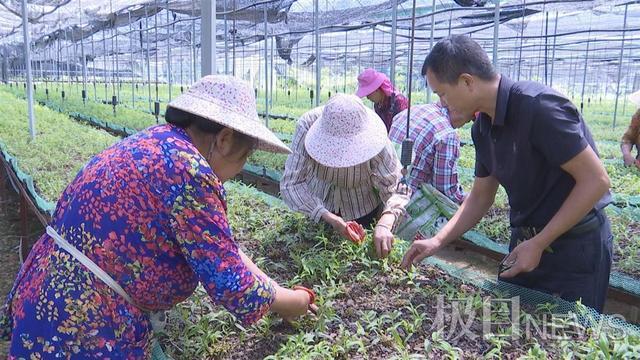 新洲退役军人返乡创业，种植中药材助力乡村振兴