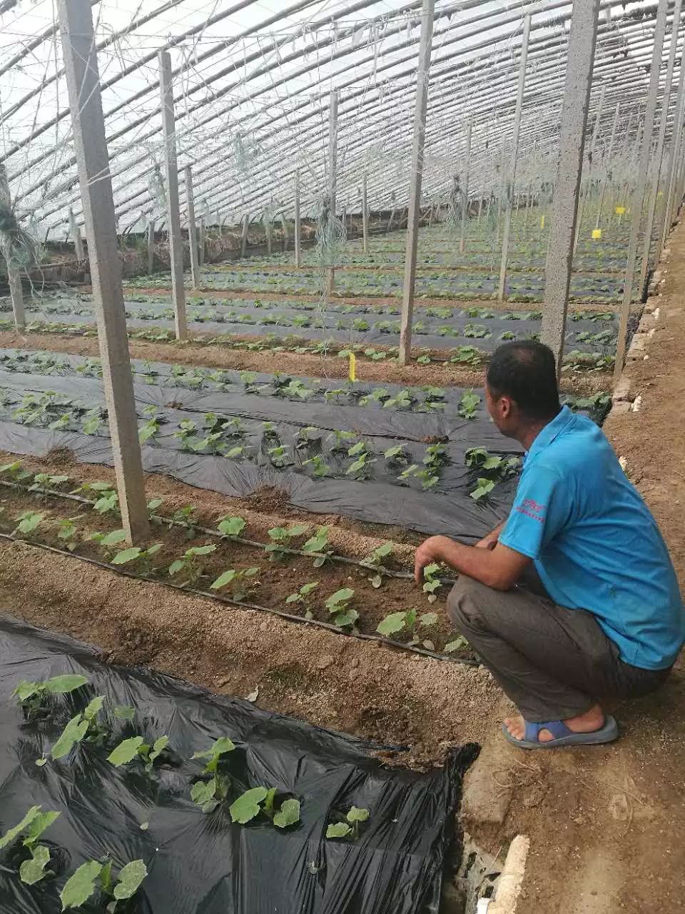 黄瓜大棚种种植技术_黄瓜大棚种植种技术与管理_黄瓜大棚种植技术视频