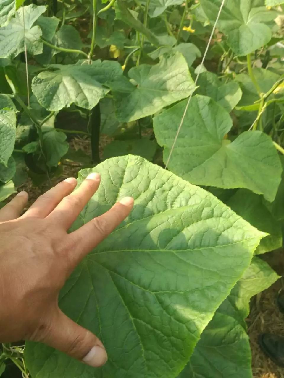 黄瓜大棚种植种技术与管理_黄瓜大棚种种植技术_黄瓜大棚种植技术视频