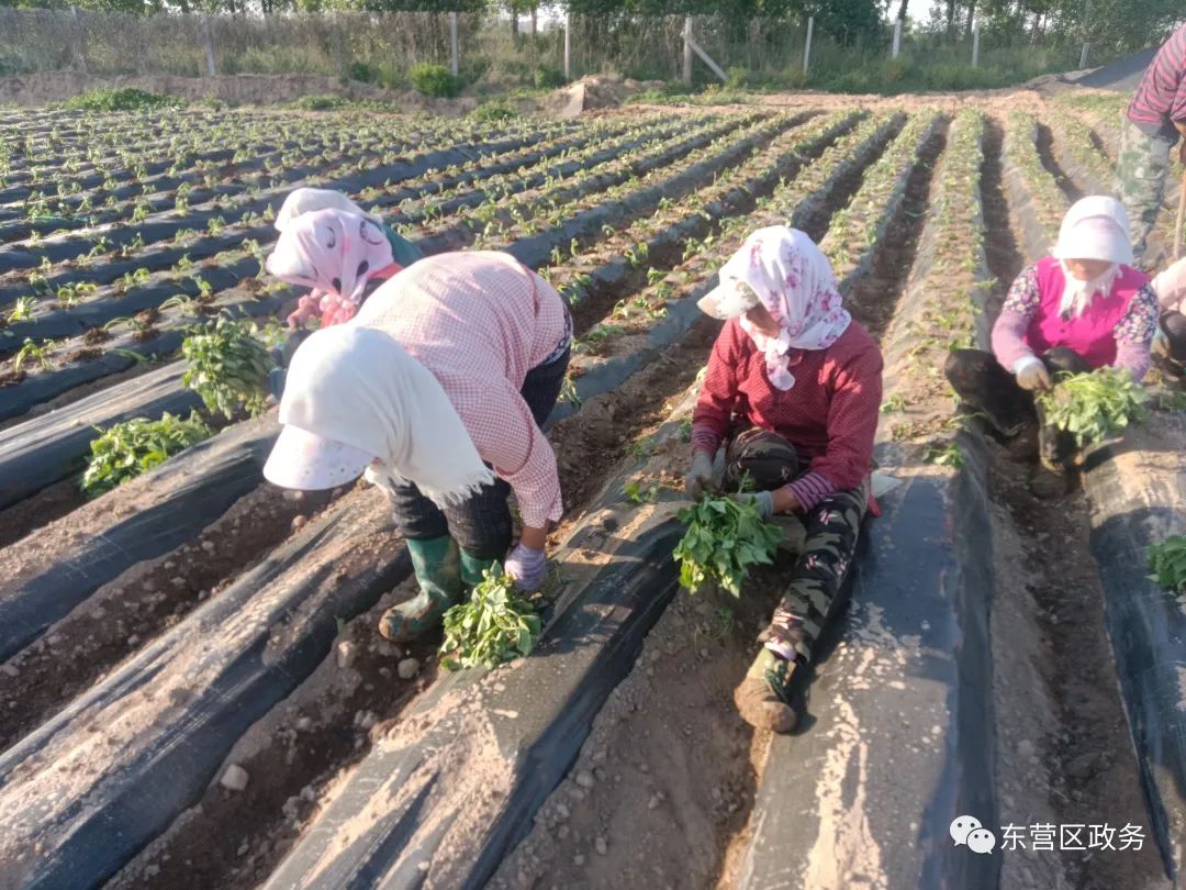 农民种植致富_农村致富项目种植业_农业种植致富先机