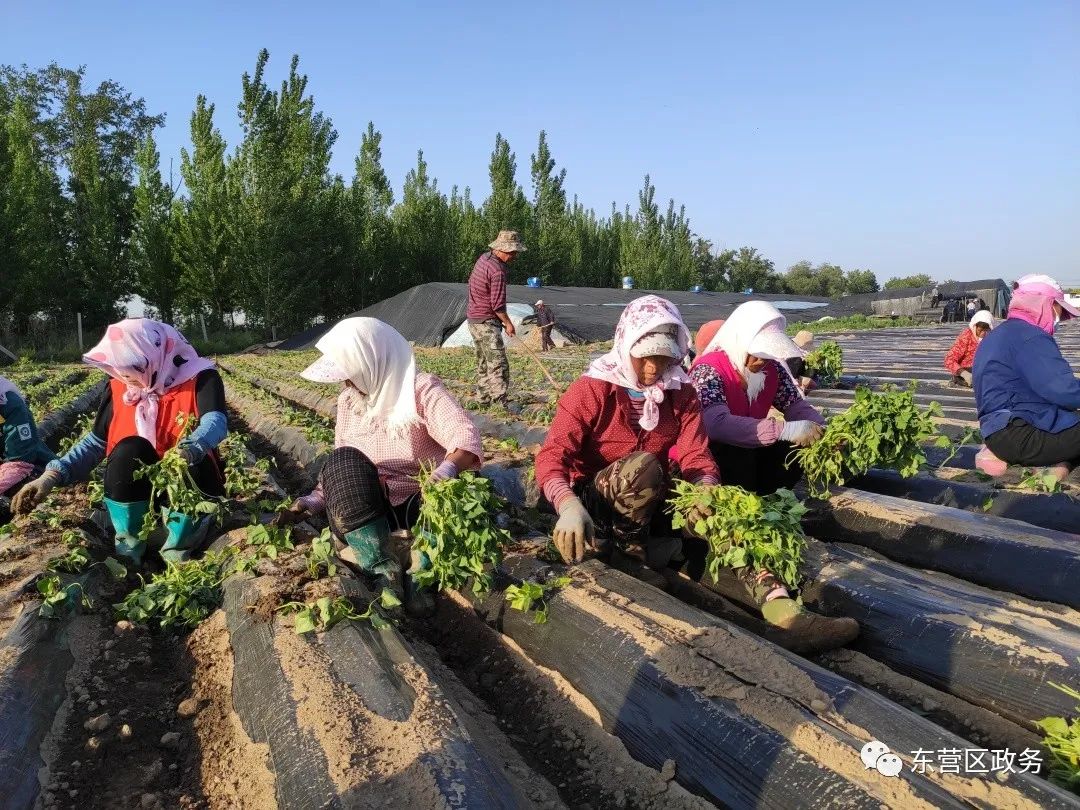 农业种植致富先机_农民种植致富_农村致富项目种植业