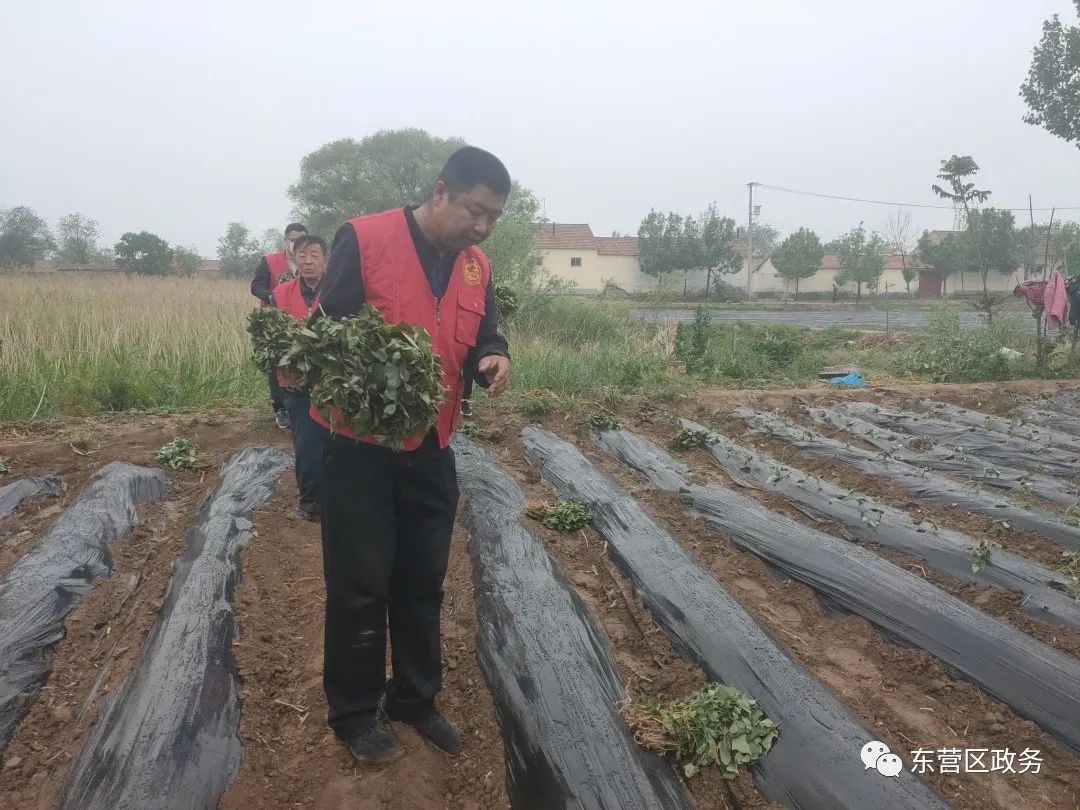 农村致富项目种植业_农业种植致富先机_农民种植致富