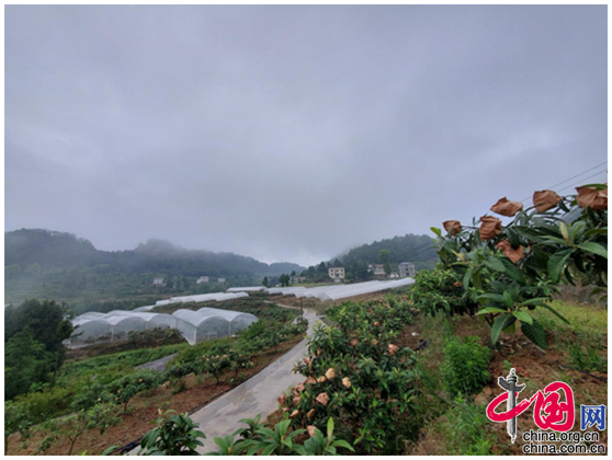 广元种植致富_种植致富案例_广元种植什么药材好