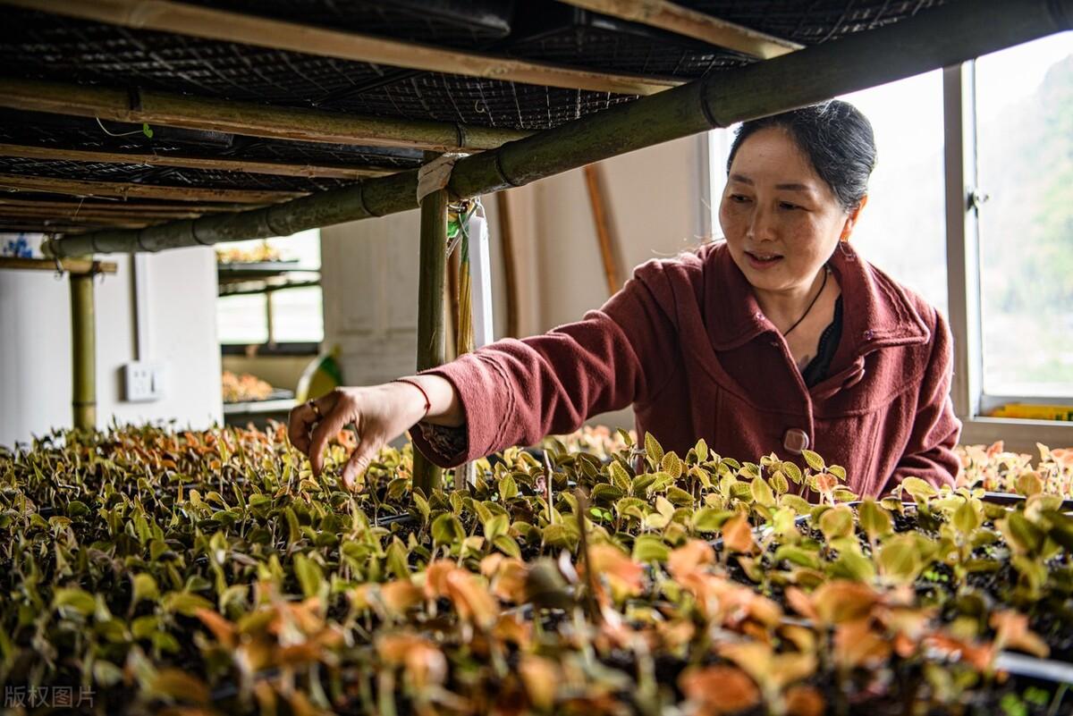 种植利润白芷技术怎么样_种植利润白芷技术要求_白芷种植技术与利润