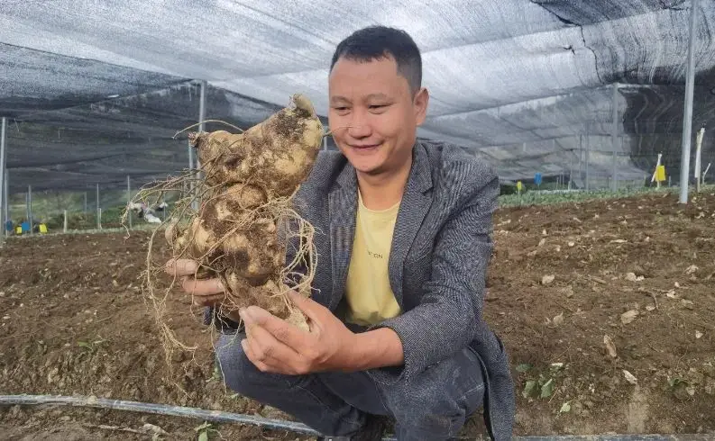 农业致富种植项目_农民种植致富_农业种植致富先机