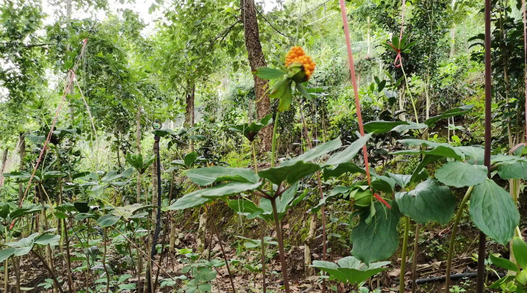 农业种植致富先机_农业致富种植项目_农民种植致富