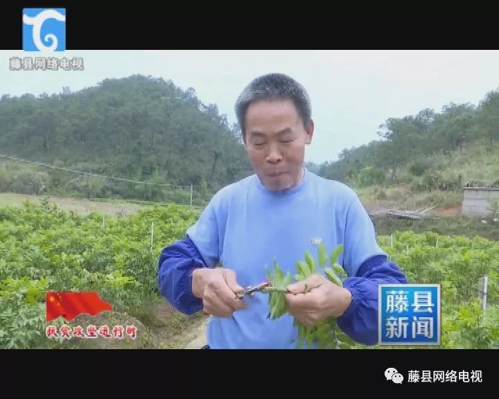 种植黄皮果的市场前景_黄皮果种植致富_种植黄皮果的前景