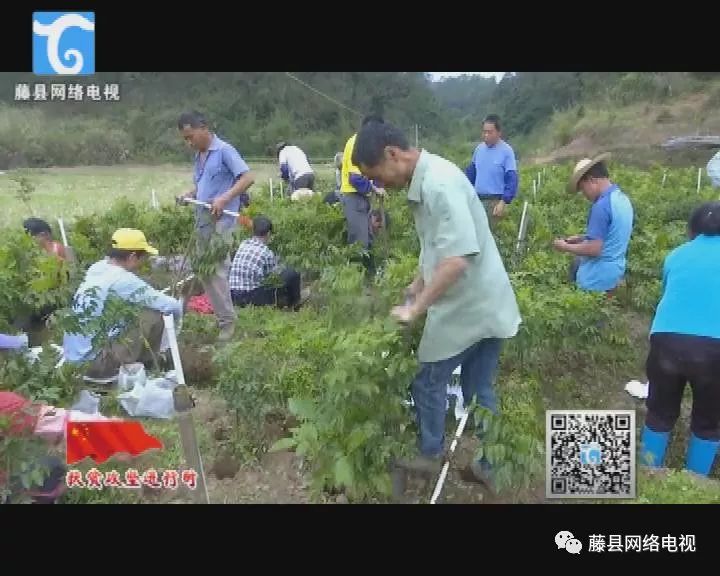 黄皮果种植致富_种植黄皮果的前景_种植黄皮果的市场前景