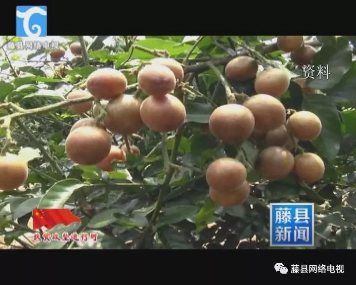 种植黄皮果的前景_种植黄皮果的市场前景_黄皮果种植致富