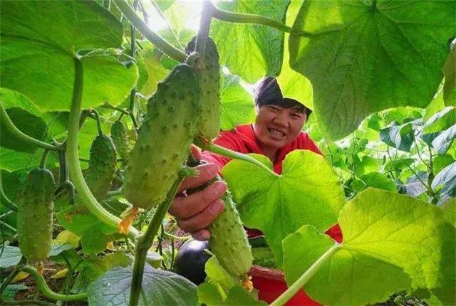 黄瓜大棚种植技术与管理方法_黄瓜大棚种种植技术_黄瓜大棚种植种技术视频