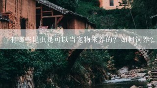 有哪些昆虫是可以当宠物来养的？如何饲养？