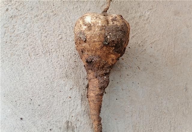 致富种植凉薯图片_种植凉薯视频_凉薯种植致富